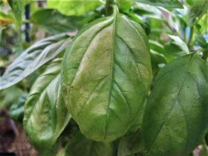 basil downy mildew