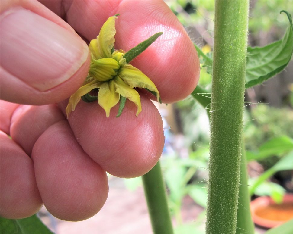 hand pollinating tomato flowers if plants have no fruits