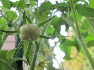 young 'Cherokee Purple' tomato on the vine