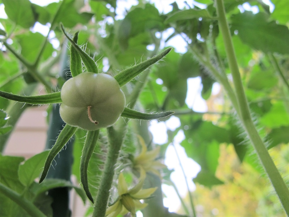 Tomato Blue Cream Berries seeds - Twining Vine Garden