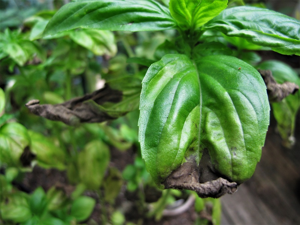 basil downy mildew