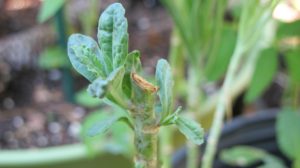 kale sprouting after cutting back, among long-lasting cool season greens