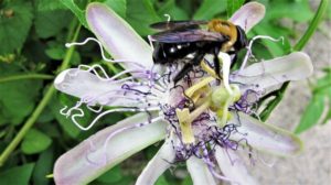 bumble bee on passiflora