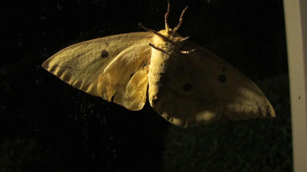 The Imperial moth