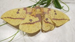 Imperial moth.