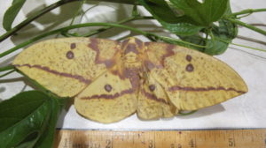 imperial moth