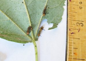 caterpillars eating maple leaf