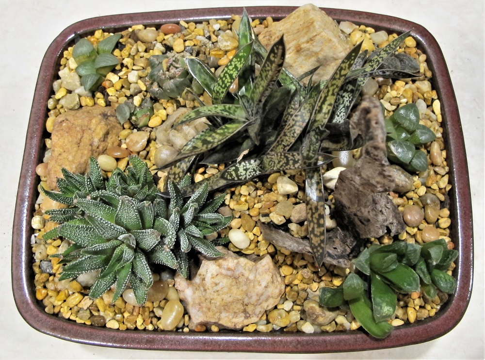 better gardening--succulents in bonsai tray