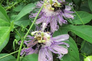 bumble bee on passiflora