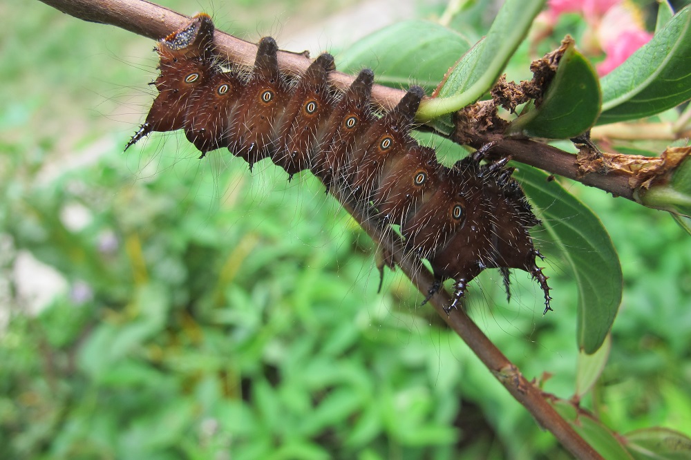 Imperial Moth Caterpillar