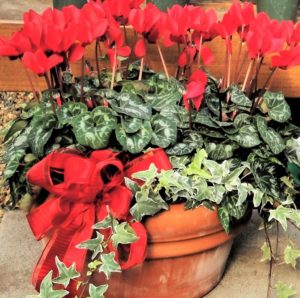 cyclamen, ivy in clay pot