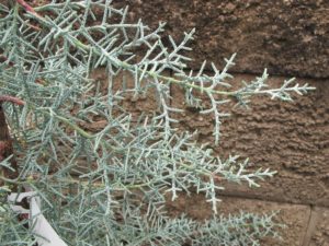 Cupressus arizonica blue ice 