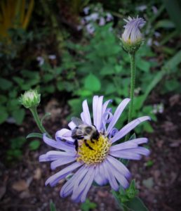 bees and butterflies feed on Aster x frikartii 'Monch'