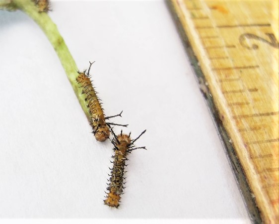 imperial moth caterpillars