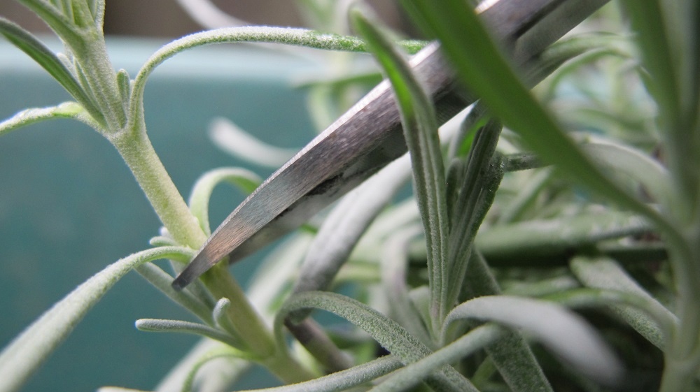 taking lavender cuttings