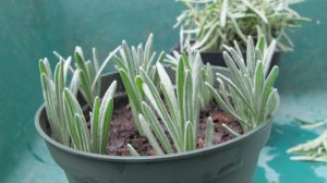 lavender cuttings in a pot