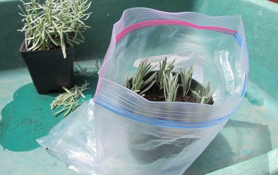 lavender cuttings in clear plastic bag