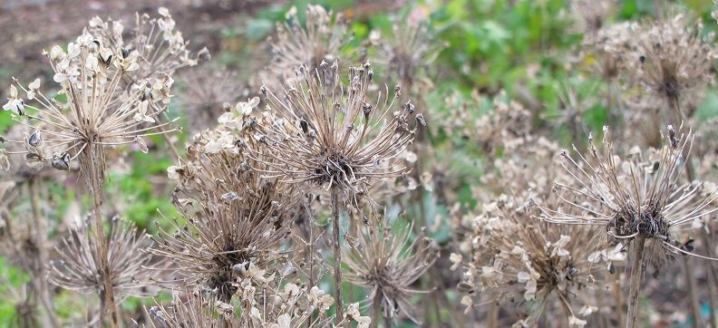 garlic chives going to seed