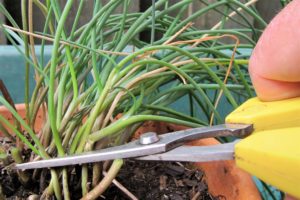 cutting chives' leaves