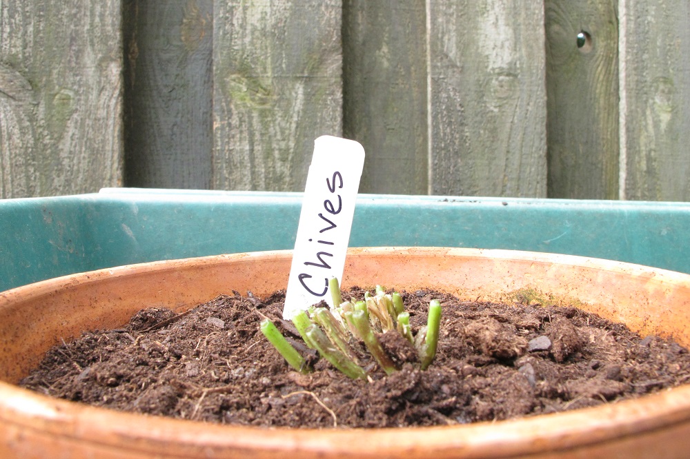 chives pot