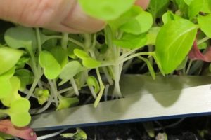 harvesting microgreens