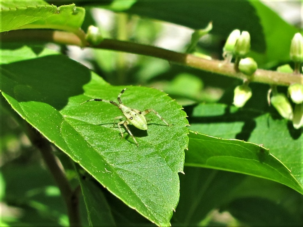 brush piles protect insects in winter