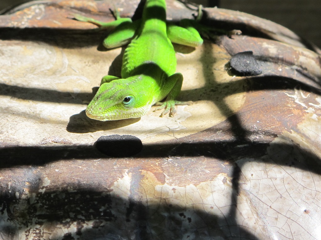 anole lizards shelter in brush piles