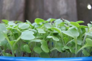 microgreens