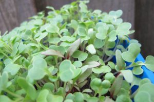 microgreens from Botanical Interests
