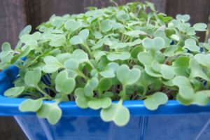 microgreens in a tray