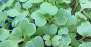 microgreens