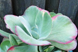 kalanchoe thyrsiflora, a succulent called "flap jack"