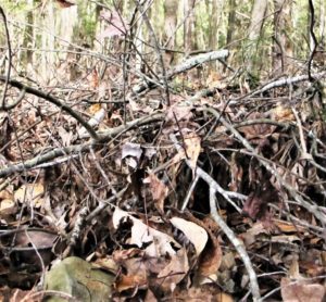 brush piles, simple piles of twigs