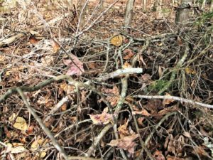 maintain brush piles after fall cleanup