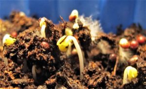 microgreens germinating