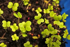 microgreens