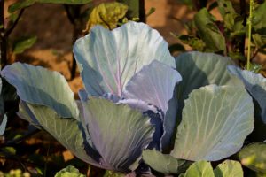 Cabbage Red Cabbage Blue Cabbage - manfredrichter / Pixabay