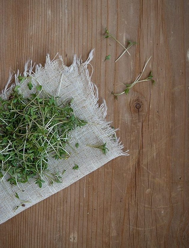 Cress Plant Green Natural Product - Pezibear / Pixabay