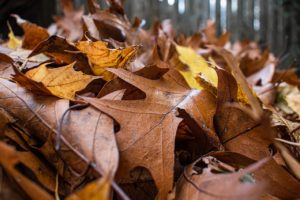 Autumn leaves for brush piles