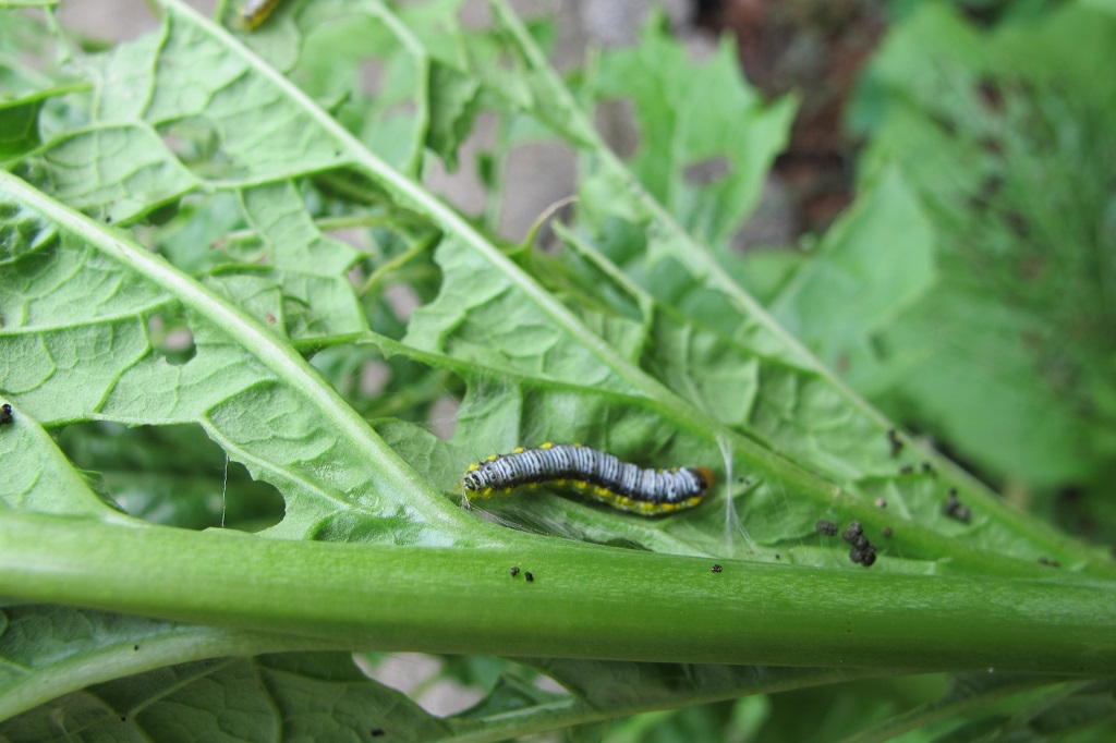 cross-striped cabbageworm, common on cool season greens