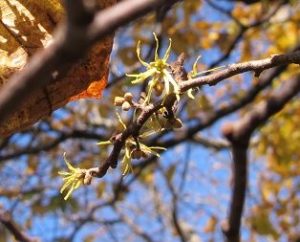 yellow flowers of witch hazel at Mabry Mill