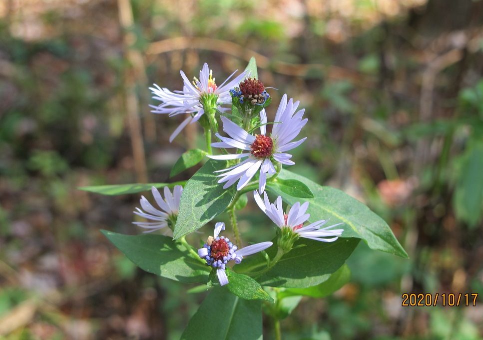 Aster retroflexus, aka A. curtisii