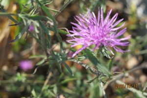 pink thistle flower