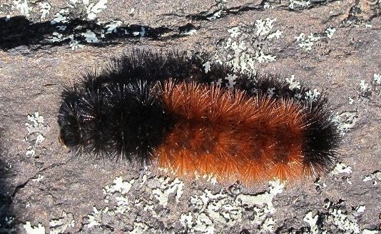 woolly bear caterpillar