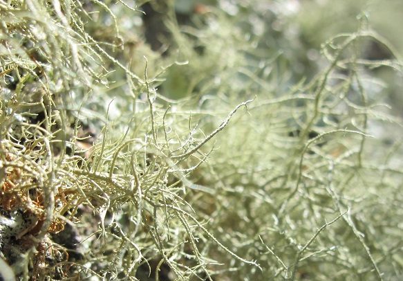 lichen