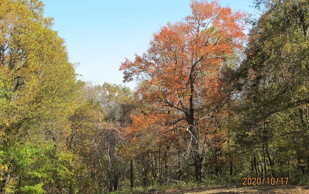 Shortt's Knob Overlook