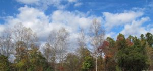 trees and sky