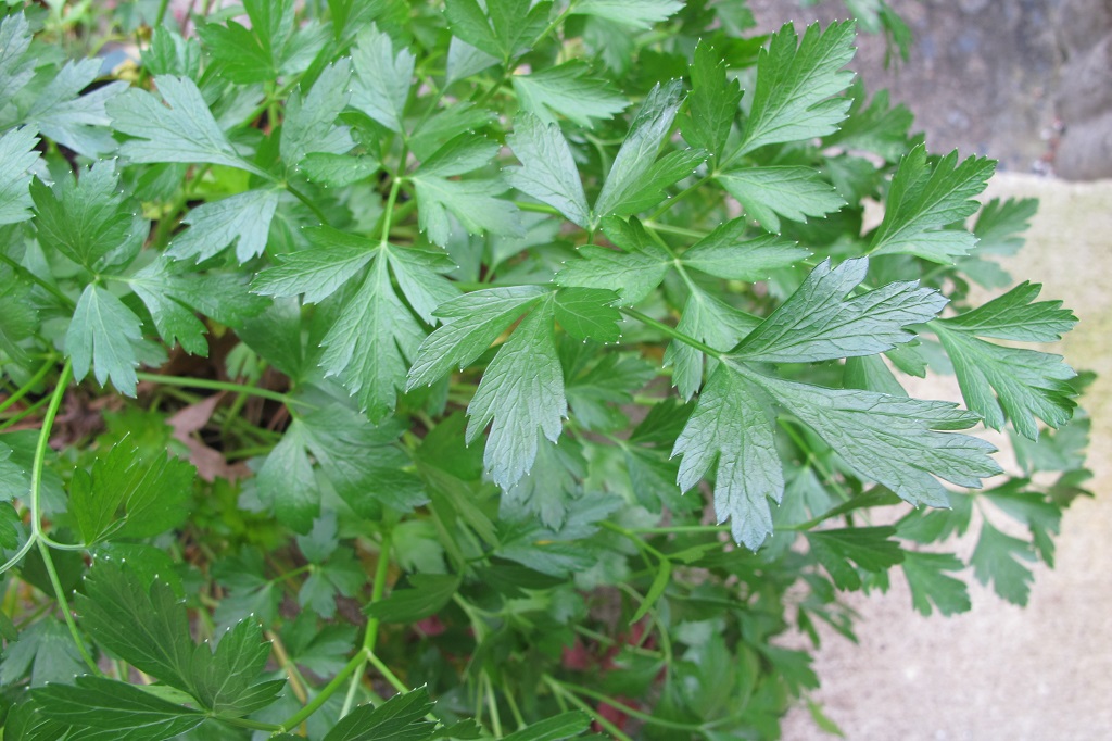 parsley for chicken soup