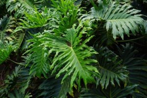  Philodendron selloum, easy houseplants