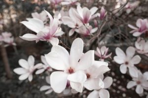 Magnolia Flowers Plant Petals - ottawagraphics / Pixabay